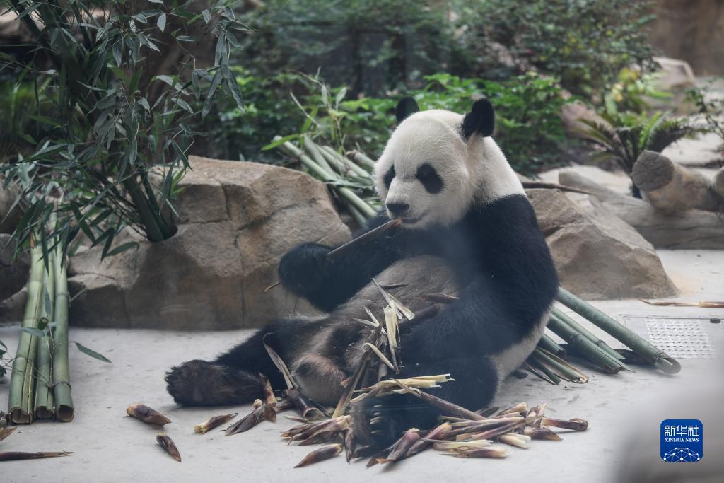 捕鱼游戏客户